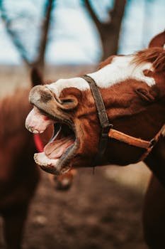 Close-up of a brown horse yawning in an outdoor setting with blurred background.